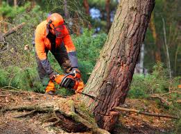 Best Lot and Land Clearing  in Willow Grove, TX